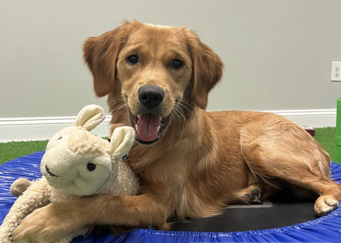 Golden retriever with a stuffed toy llama.