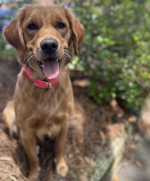 Golden retriever with pink collar outdoors.